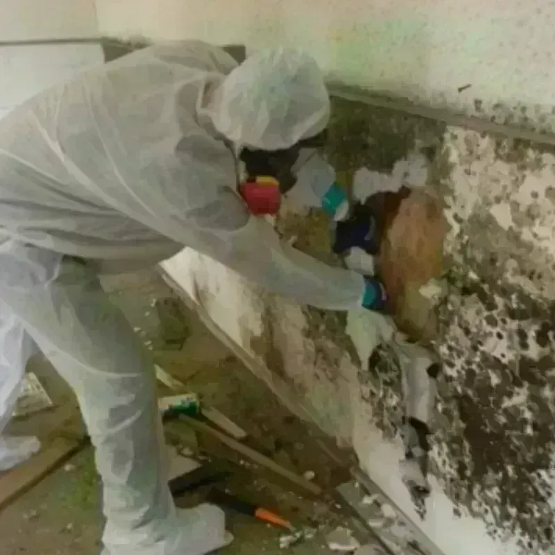 Mold Remediation and Removal in Wiscasset, ME